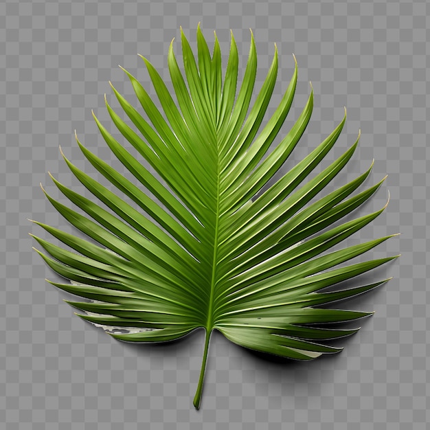 PSD a green palm leaf with a green leaf on a transparent background