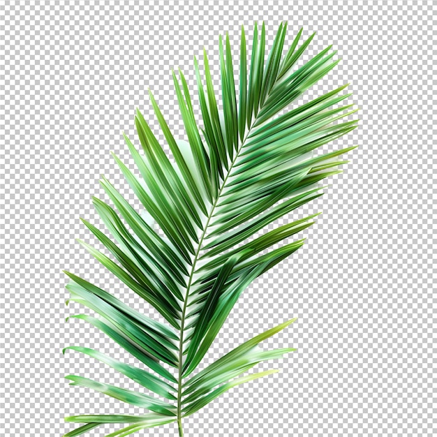 PSD a green palm leaf with a white background