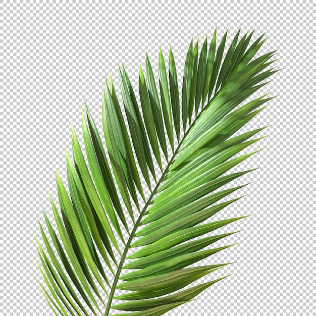 PSD green palm leaves foliage transparent background 3d rendering