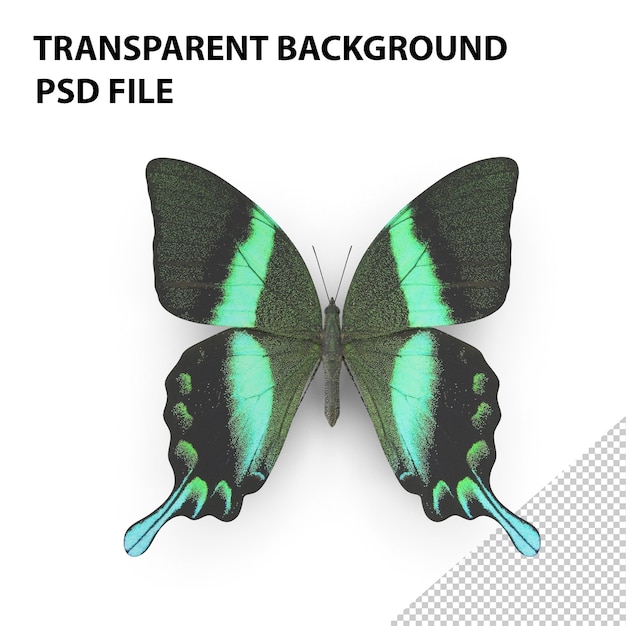 PSD green papilio butterfly png