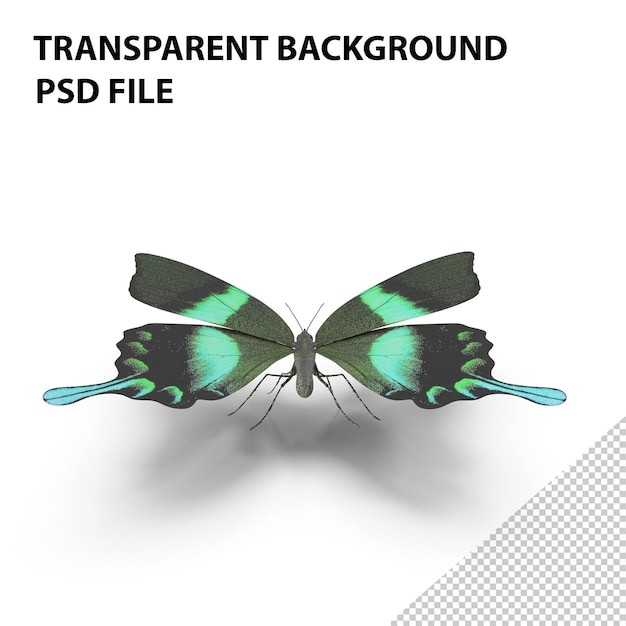 PSD green papilio butterfly png