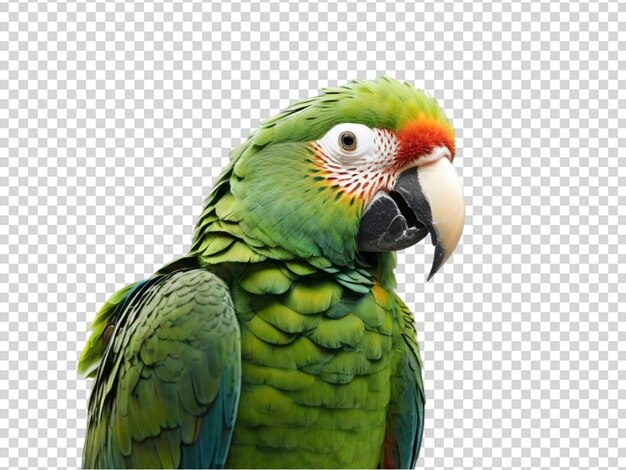 Green parrot on transparent background