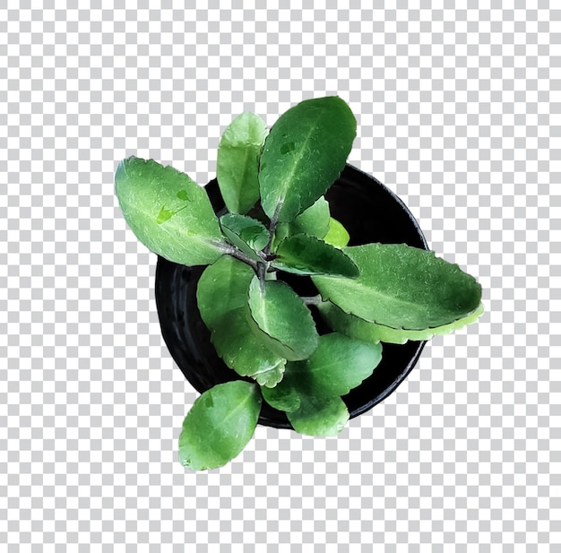 Green Pebble l plant and pot a white background isolated plant plants plants basil vegetation botany
