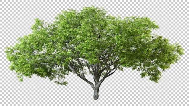 Green perennial big tree shape sunlight shade cut out isolated backgrounds 3d rendering