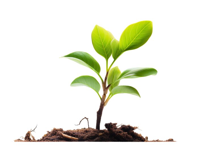 PSD a green plant growing out of dirt