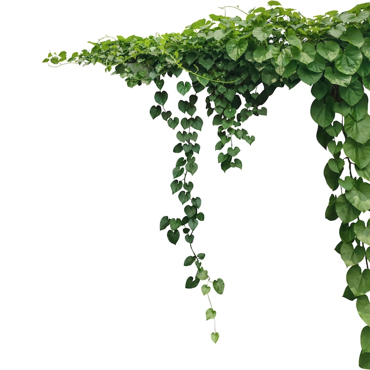 PSD a green plant hanging from a branch on a png background green ivy on a wall green ivy leaves