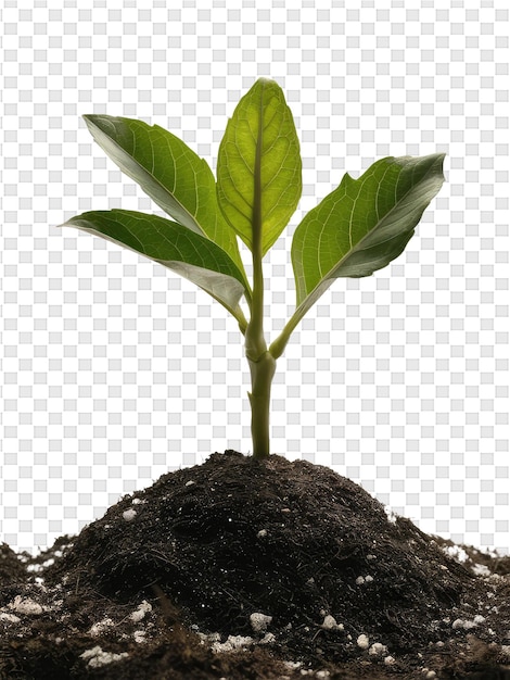 A green plant is growing out of a pot