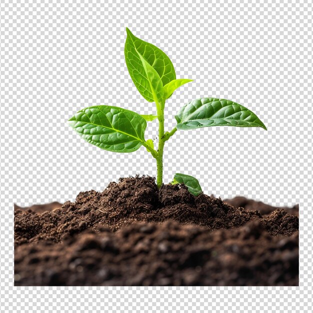 PSD a green plant is growing in a soil with a background