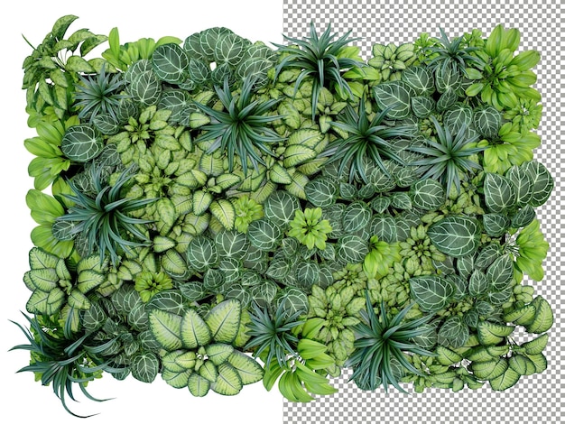 PSD green plant wall on transparent background 3d rendering