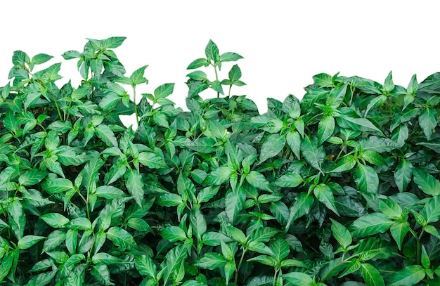 a green plant on a white background a green chili plant mockup on a transparent background