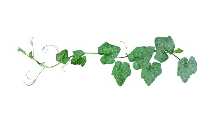 PSD a green plant with gourd leaves a green leaf and tip of pumpkin is shown on transparent background