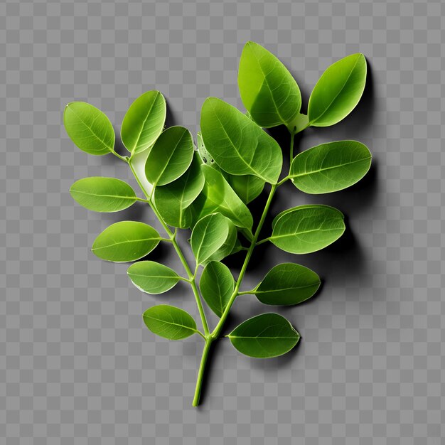 PSD a green plant with green leaves on a transparent background