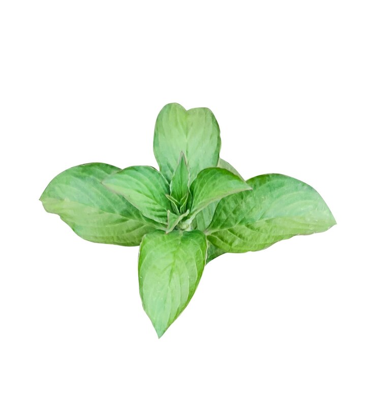 PSD 白い背景にある葉のある緑の植物