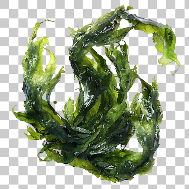 Green Seaweed Cluster on White Background