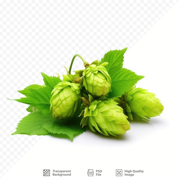 PSD green sprig of hops on a transparent background.