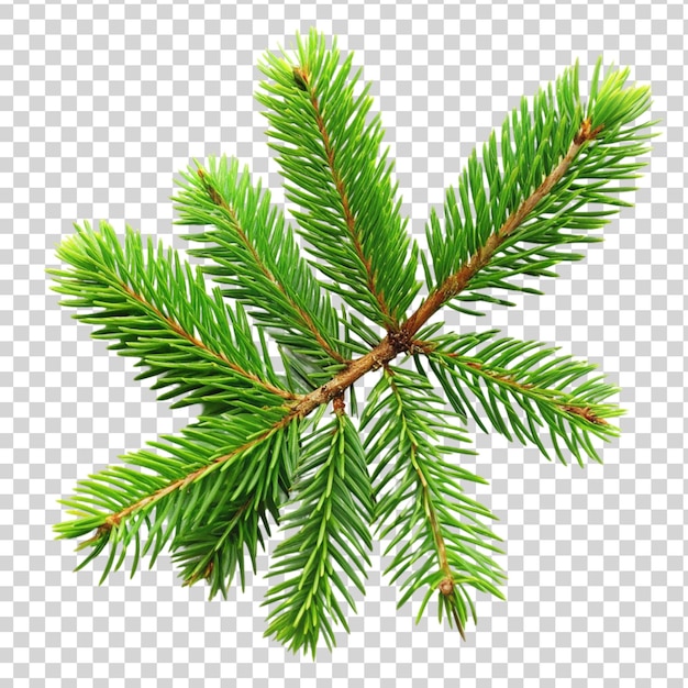 PSD green spruce branch isolated on transparent background