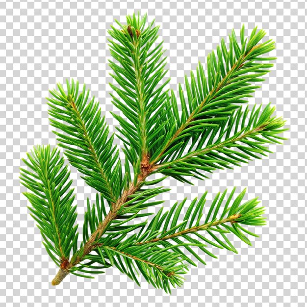 PSD green spruce branch isolated on transparent background