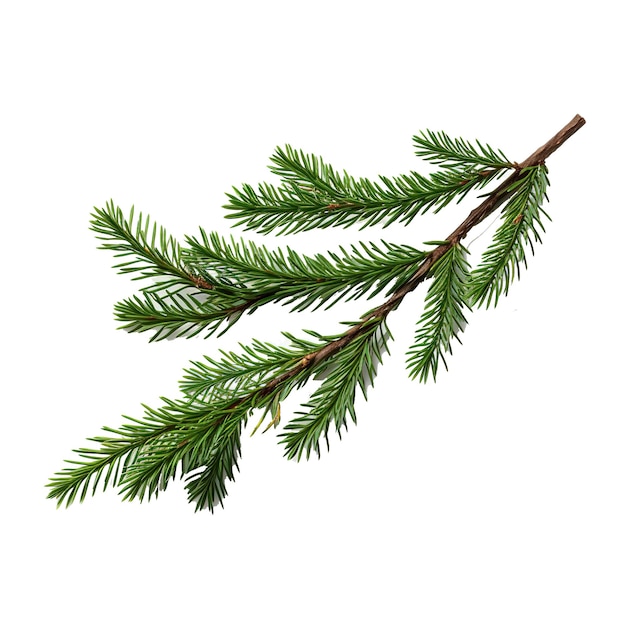 PSD green spruce branch