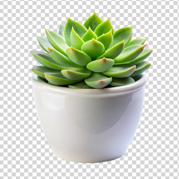 PSD green succulent plant in a white flower pot isolated on transparent background