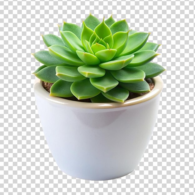 Green succulent plant in a white flower pot isolated on transparent background