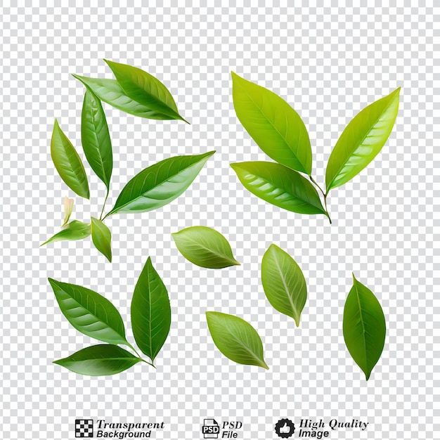 Raccolta di foglie di tè verde isolata su uno sfondo trasparente