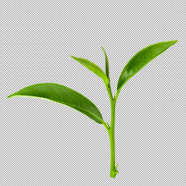 PSD green tea leaf isolated on alpha background