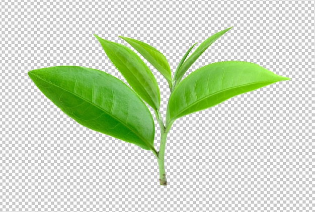 Green tea leaf isolated on alpha layer