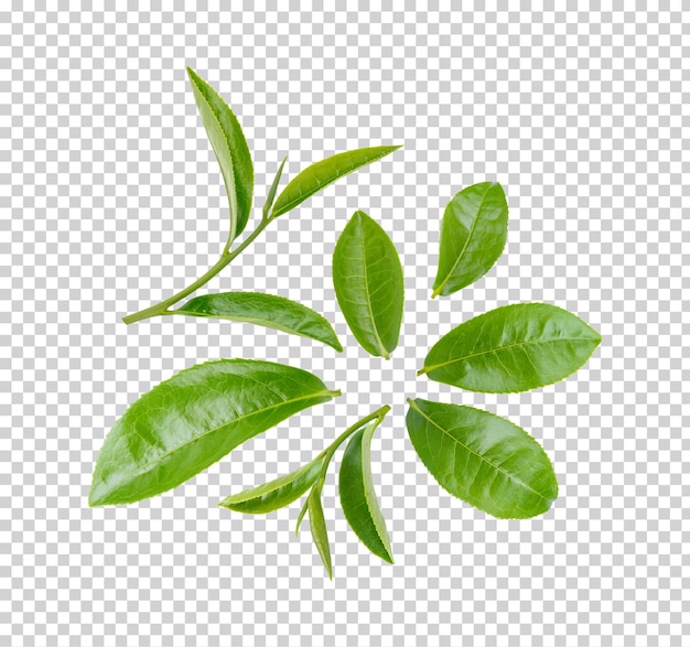 緑茶の葉 孤立したプレミアムPSD