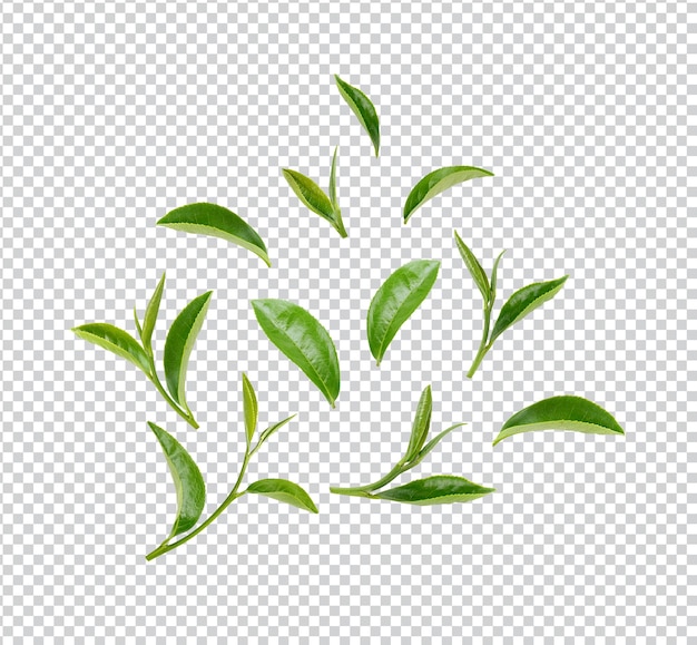 Green tea leaves isolated premium psd