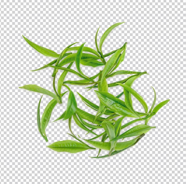 PSD green tea leaves isolated premium psd