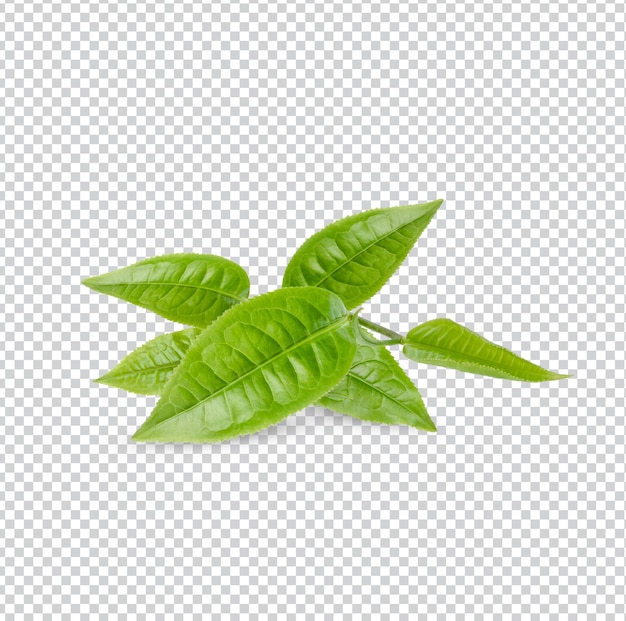 Green tea leaves isolated Premium PSD