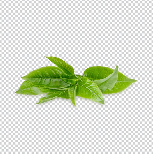 Green tea leaves isolated Premium PSD