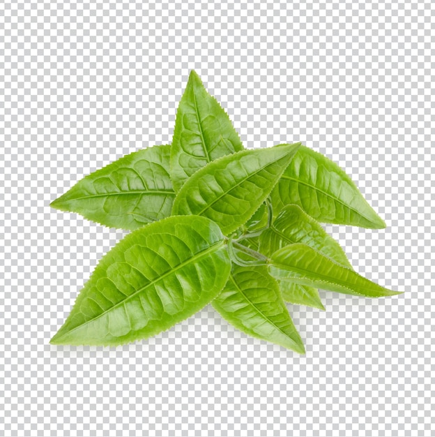 녹차 잎 절연 프리미엄 PSD
