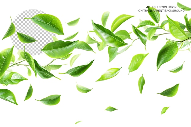 Green Tea Leaves In motion on transparent background
