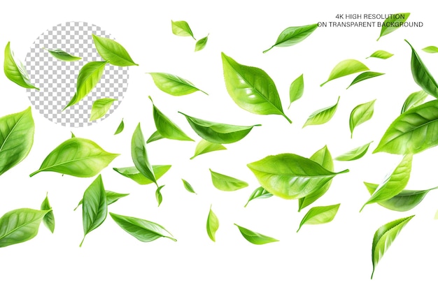 PSD green tea leaves in motion on transparent background