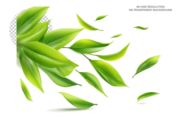 Green Tea Leaves In motion on transparent background