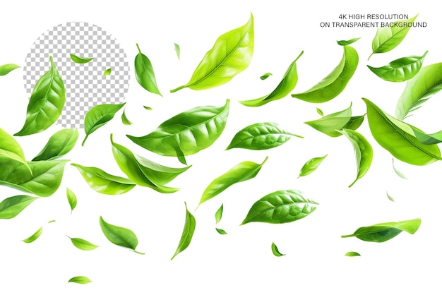 Green Tea Leaves In motion on transparent background