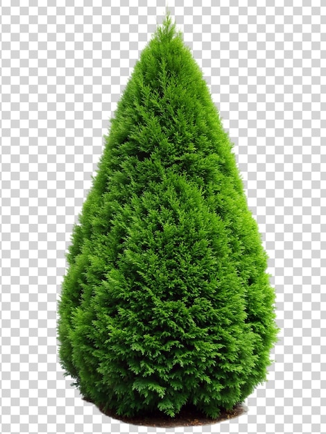 PSD albero di thuja verde isolato su uno sfondo trasparente pianta di thuja