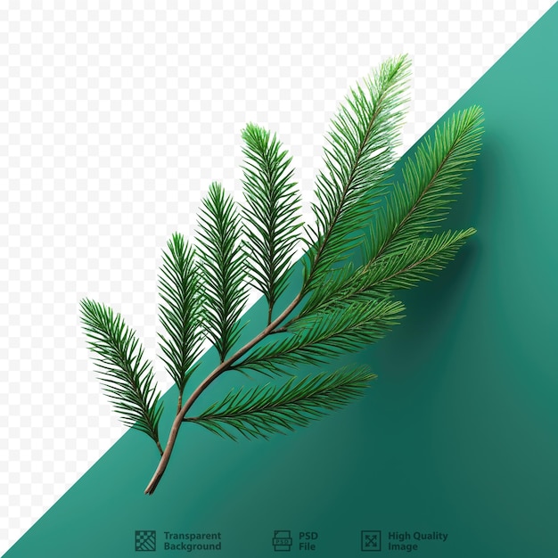 PSD green tree branch isolated on transparent background