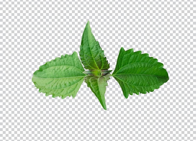 Ramo di un albero verde piante medicinali isolato sfondo trasparente vite a base di erbe piano verde