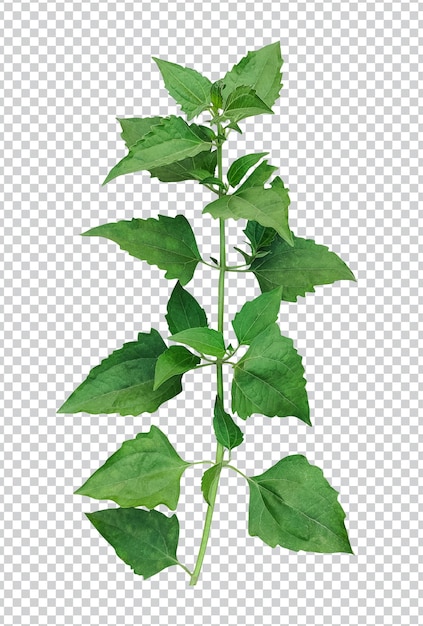 PSD green tree branch medicinal plants transparent background herbal vine green plant