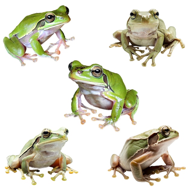 PSD green tree frog cutout