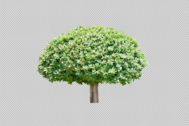 Green tree ornamental shrubs