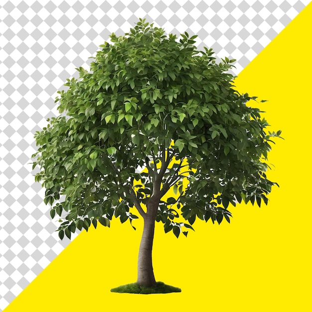 Green tree psd png transparent background