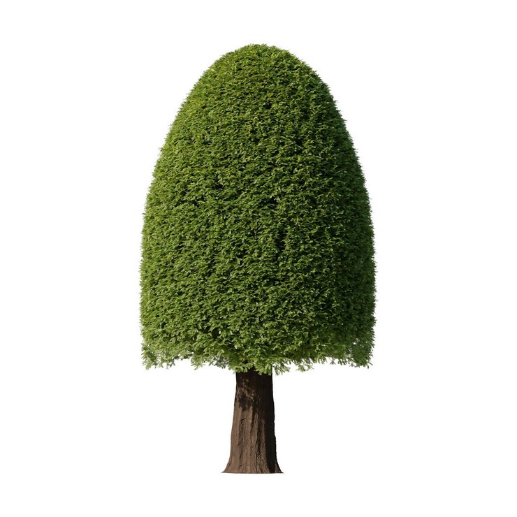 PSD green tree with a decorative shape isolated on a white background