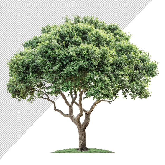 A Green Tree with Leaves and branches