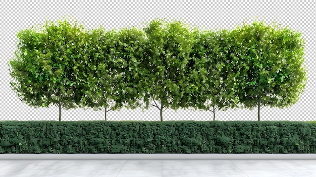 Green trees isolated on transparent background