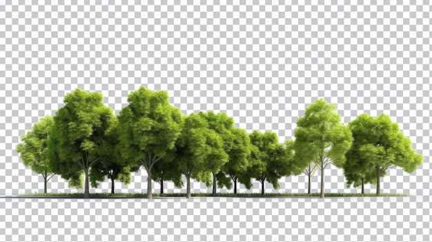 PSD alberi e arbusti verdi in estate png