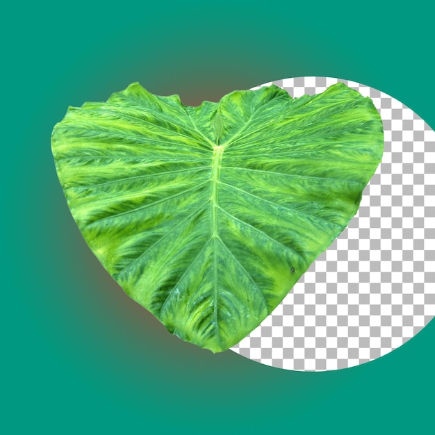 Green tropical plant leaf for nature element