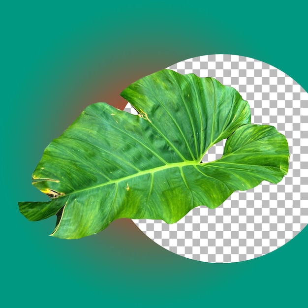 PSD green tropical plant leaf for nature element